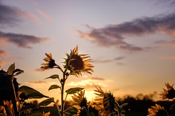 Sonnenblumen in der Abendd&auml;mmerung