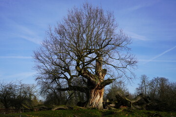 natural image of an 400 year old oak tree in Park Sacrow ( Brandenburg, Germany)
