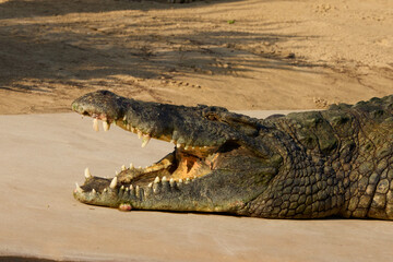 crocodile in the zoo