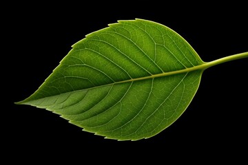 a close up of a leaf with a black background