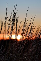 Gras bei Sonnenaufgang