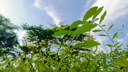 Lush green leaves bask in sunlight under a clear blue sky, symbolizing nature's vitality and serenity