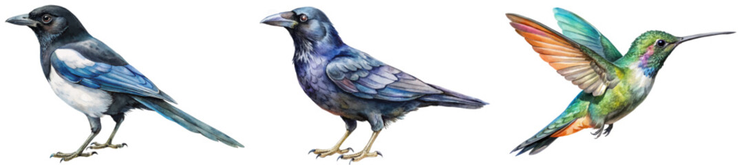 Colorful bird illustrations, detailed watercolor style, vibrant feathers, nature art, wildlife depiction, educational purpose.