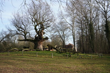 natural image of an 400 year old oak tree in Park Sacrow ( Brandenburg, Germany)