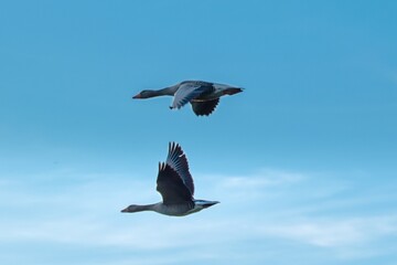 Graug&auml;nse im Flug