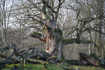 natural image of an 400 year old oak tree in Park Sacrow ( Brandenburg, Germany)