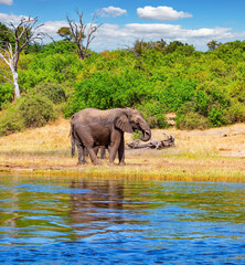 Chobe National Park