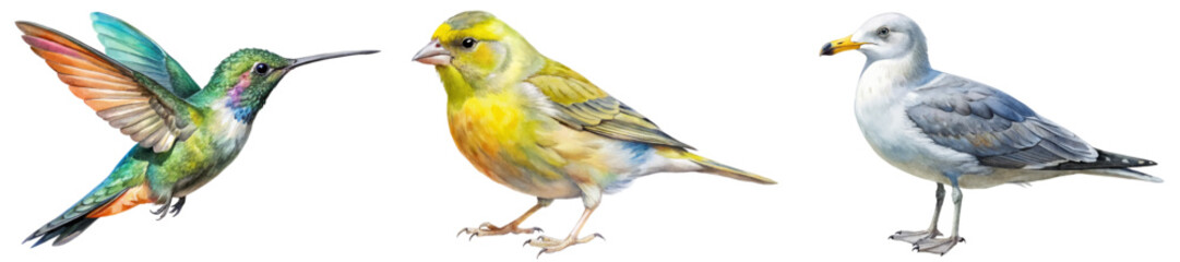 Colorful bird illustrations, detailed wildlife art, vibrant hummingbird, yellow canary, realistic seagull design.