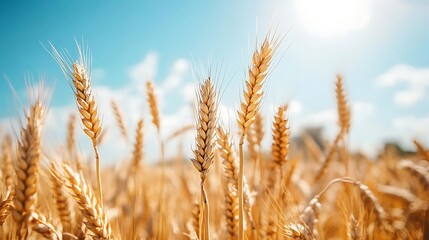Fototapeta premium Golden Wheat Stalks Bask In Sunny Summer Day