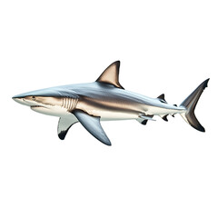 Powerful Blacktip Reef Shark isolated on transparent background