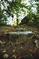 Serene Wilderness: Tranquil Forests, Breathtaking Skies, and the Beauty of Nature