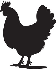 Chicken vector Shilhouette, Chicken vector shilhouette with white background. 