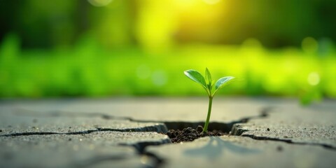 A resilient seedling bravely pushes through a cracked pavement, symbolizing perseverance and the power of nature's enduring spirit amidst challenging circumstances.