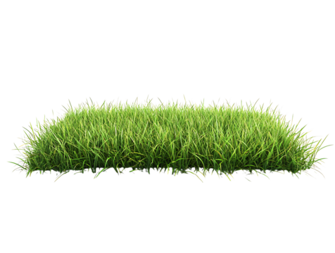 Green grass border on a white background.