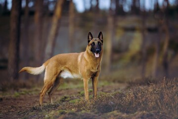 Belgian Shepherd Malinois photographed in the forest
