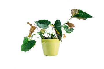 Diseases and pests, proper care for houseplant anthurium. isolated on white, Plant diseases....