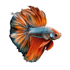 3D design Colorful betta fish swimming elegantly beautiful , fish Colorful  illustration of nature's summer design on transparent background