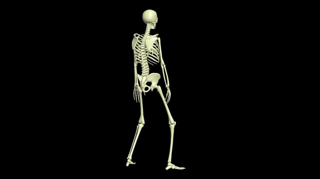 Counting. 4 in 1. Skeleton 3D animation. Realistic movements. This video consists of four fragments from different points of view (front view, side view, right view, back view). 360 degree.