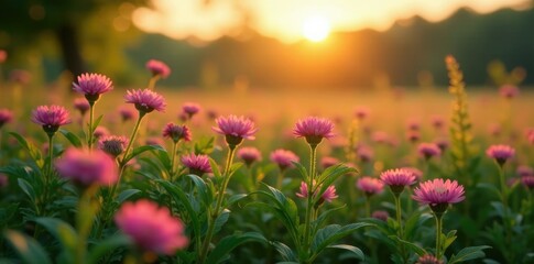Obraz premium Pink heather blooms in a lush green meadow at dawn, sunrise, foliage, botanical