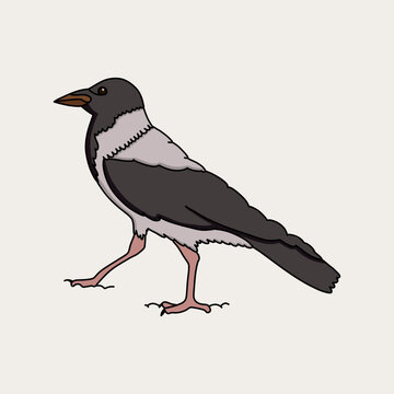 Crow Walking on the Ground