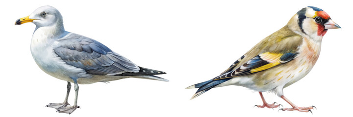 Realistic bird illustrations, detailed watercolor art, seagull and goldfinch, nature study, educational purposes.