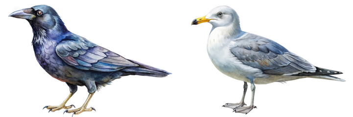 Realistic bird illustrations, detailed watercolor style, crow and seagull, nature art, wildlife depiction.
