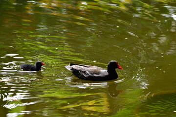 GALLINETA COMÚN CON SU CRÍA