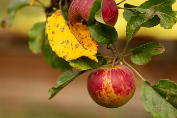 Äpfel mit Krankheitsanzeichen am Baum