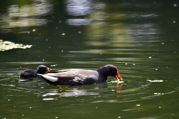 GALLINETA COMÚN CON SU CRÍA