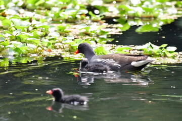 GALLINETA COMÚN CON SU CRÍA