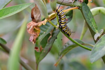 ORUGA DE MARIPOSA MONARCA