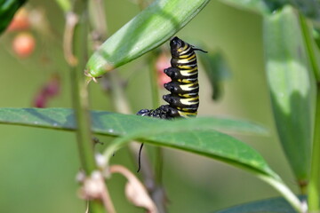 ORUGA DE MARIPOSA MONARCA