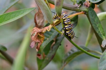ORUGA DE MARIPOSA MONARCA