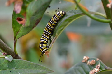 ORUGA DE MARIPOSA MONARCA