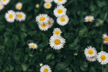 Daisy flowers from above on green grass