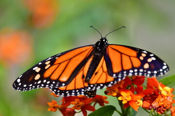 MARIPOSA MONARCA