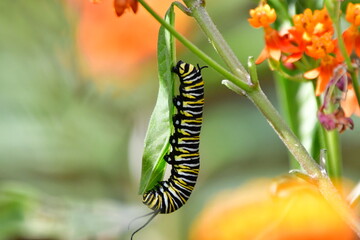 ORUGA DE MARIPOSA MONARCA