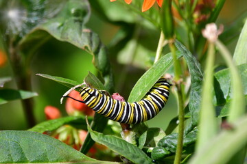 ORUGA DE MARIPOSA MONARCA