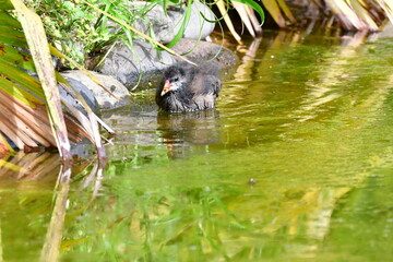 CRÍA DE GALLINETA COMÚN