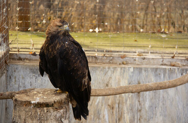 Sitting eagle