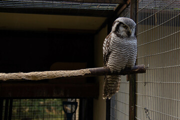 Sitting owl