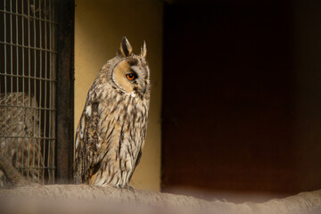 great horned owl