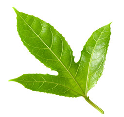 passion fruit leaf isolated on white background. clipping path