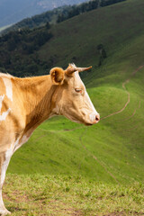 Obraz premium Cows in the high plains 