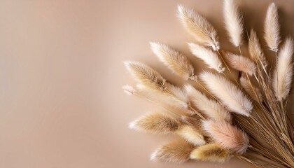 dry fluffy bunny tails grass on neutral beige background tan pom pom plant herbs abstract floral card poster selective blurred focus
