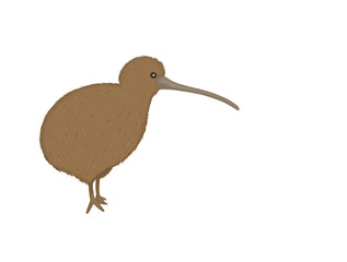 illustration kiwi Australian bird without background 