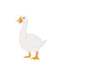 white goose isolated without background 