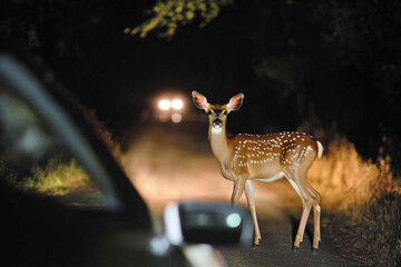 A deer in the headlights on a dark road at night