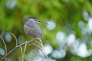 Green-backed bittern or little bittern (Butorides striata) Ardeidae family.
Fortaleza Ceará,...