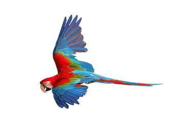 Colorful flying Green Wing Macaw parrot isolated on transparent background png file	